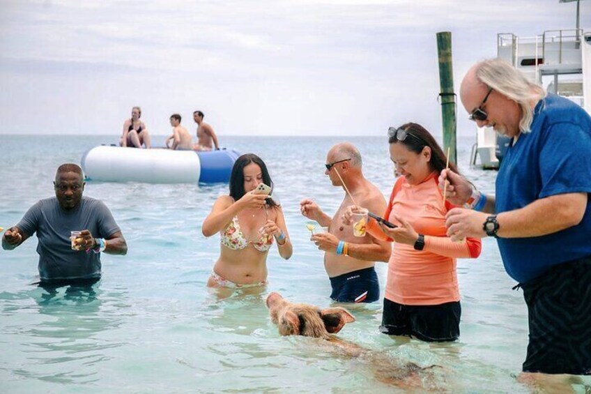 Swimming Pigs Of Rose Island Express Water Taxi Nassau Bahamas