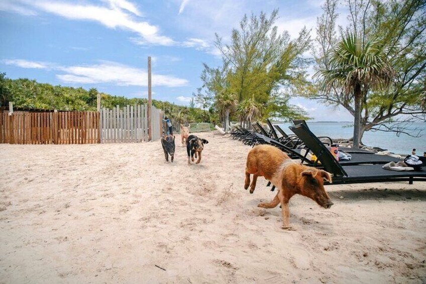 Swimming Pigs Of Rose Island Express Water Taxi Nassau Bahamas