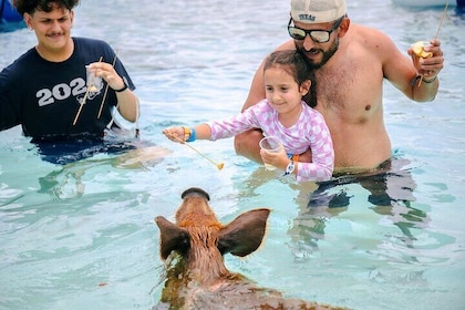 Swimming Pigs Of Rose Island Express Water Taxi Nassau Bahamas