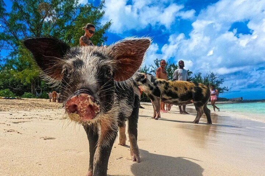 Swimming Pigs Of Athol Island Express 1.5hr Water Taxi Nassau.