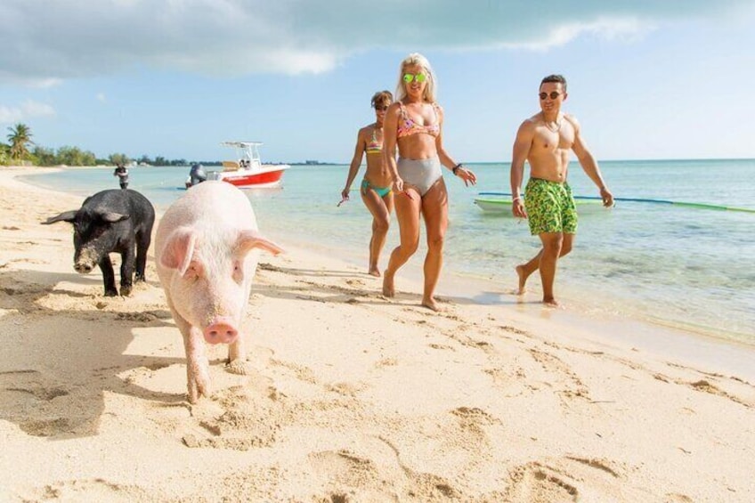 Rose Island Swimming Pigs Private Tour