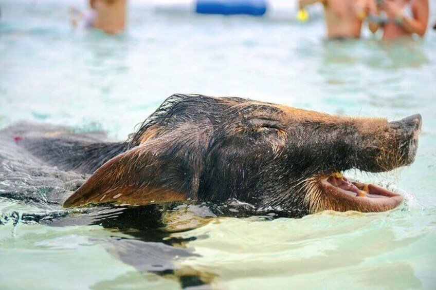 Swimming Pigs Of Rose Island Express Water Taxi Nassau Bahamas