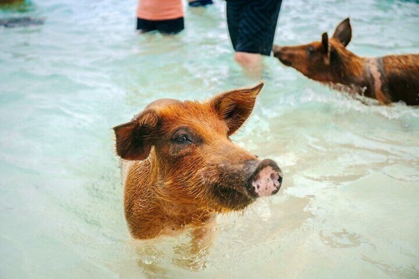 Swimming Pigs Of Rose Island Express Water Taxi Nassau Bahamas