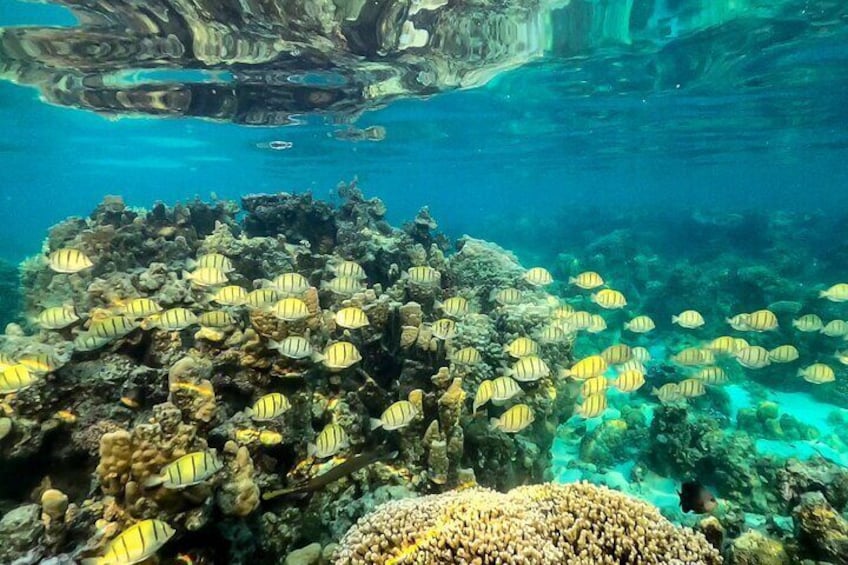 Coral garden with a thousand and one colors - Lagoon