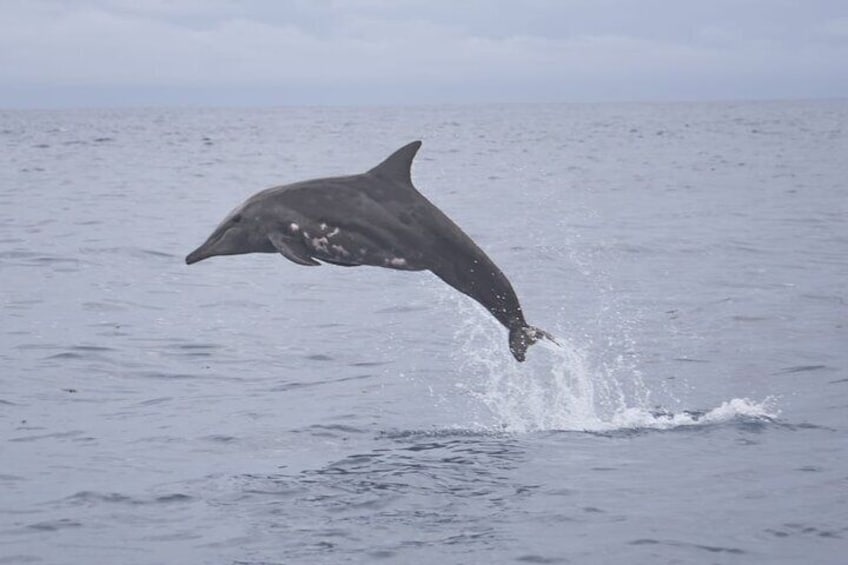 Sea Scooter Snorkel Tour - Guided Ocean Safari + Reef and Lagoon Adventure