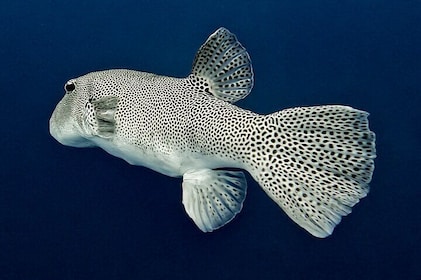 Sea Scooter Snorkel Tour - Guided Ocean Safari + Reef and Lagoon Adventure