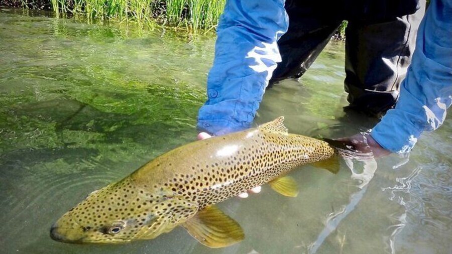 Guided Fly Fishing on Truckee River, Lake Tahoe, Truckee and Reno