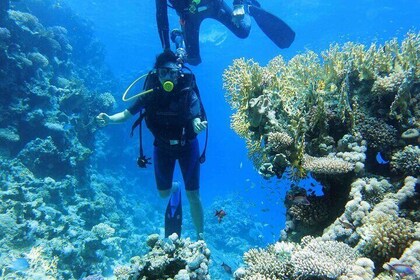 Tiran Island Heldags snorkling & Introdyk - Sharm El Sheikh