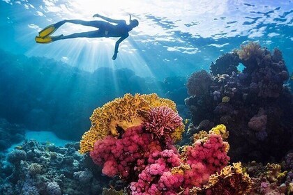 Tiran Island Full Day Snorkelling & Intro dive - Sharm El Sheikh
