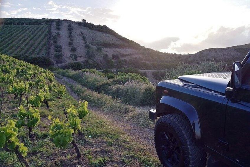 Private Manousakis Winery and Vineyard Tour in Crete