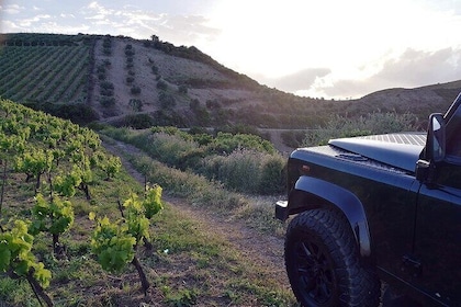 Private Exclusive Manousakis Winery and Vineyard Tour in Chania