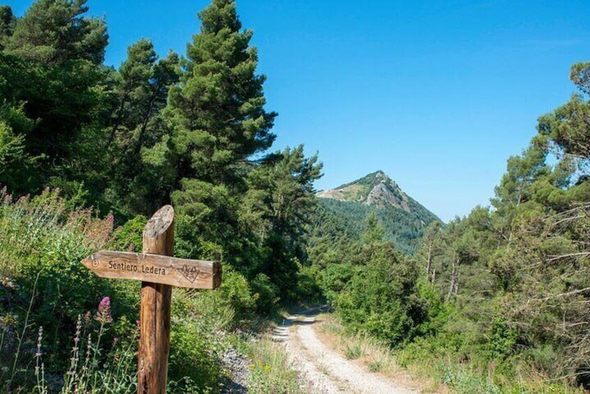 Monte Cammarata ivy path