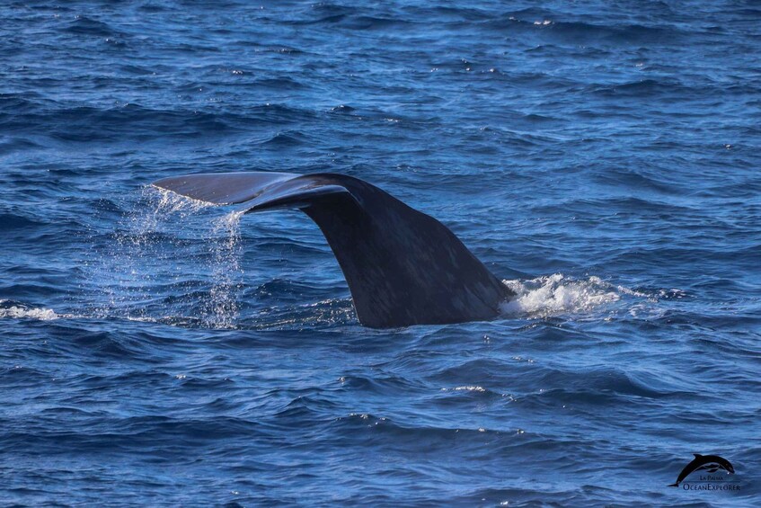 Picture 13 for Activity La Palma: 3-Hour Dolphin and Whale Watching Experience