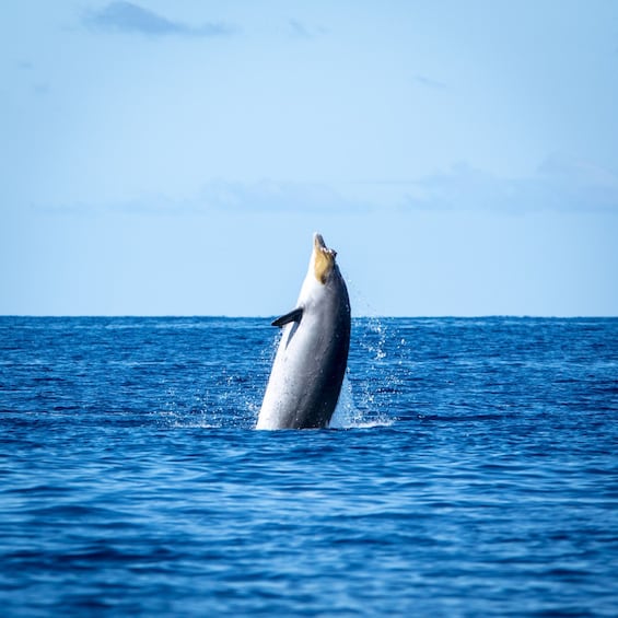 Picture 6 for Activity La Palma: 3-Hour Dolphin and Whale Watching Experience