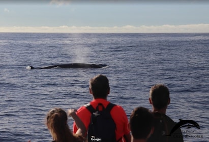 La Palma: 3-timers delfin- og hvalsafariopplevelse