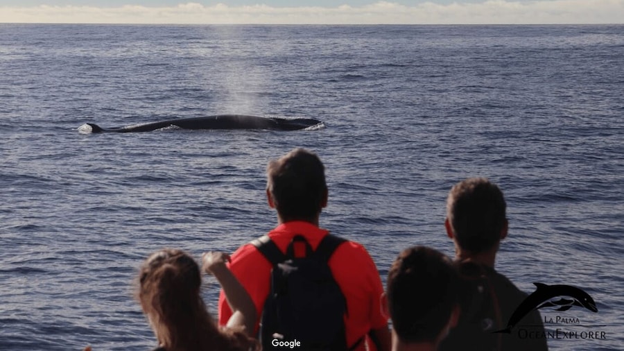 La Palma: 3-Hour Dolphin and Whale Watching Experience