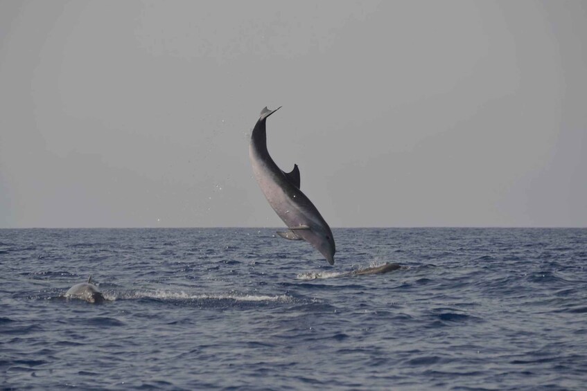 Picture 14 for Activity La Palma: 3-Hour Dolphin and Whale Watching Experience