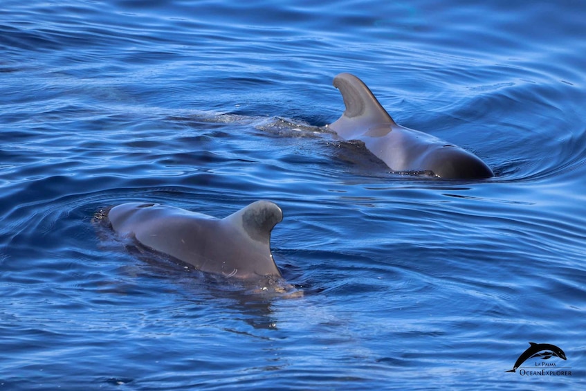 Picture 12 for Activity La Palma: 3-Hour Dolphin and Whale Watching Experience