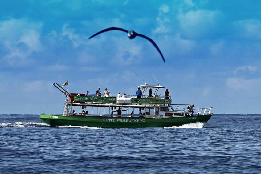 Picture 4 for Activity La Palma: 3-Hour Dolphin and Whale Watching Experience