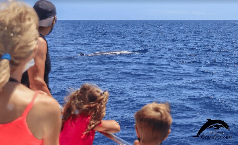 Picture 2 for Activity La Palma: 3-Hour Dolphin and Whale Watching Experience