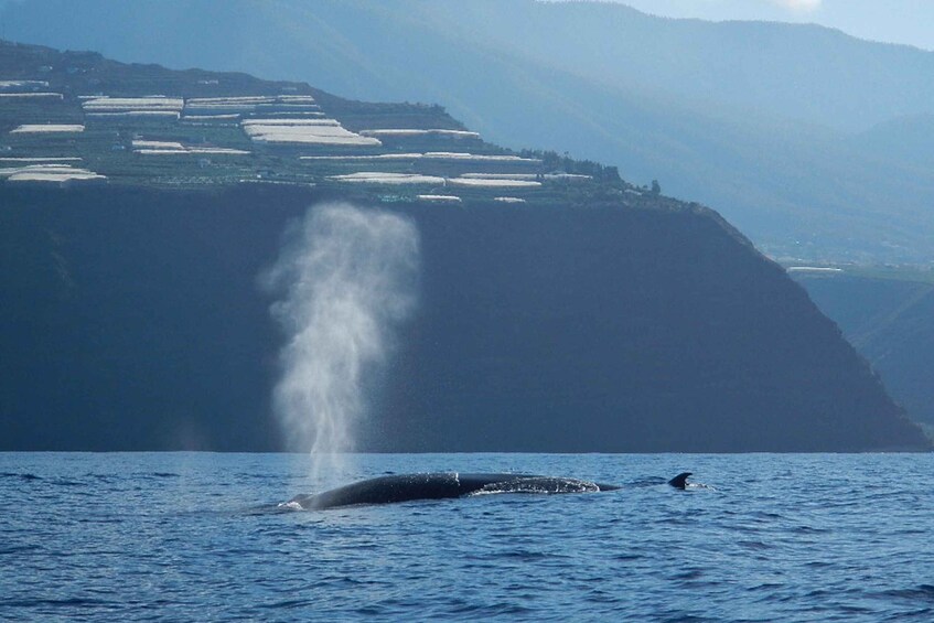 Picture 8 for Activity La Palma: 3-Hour Dolphin and Whale Watching Experience