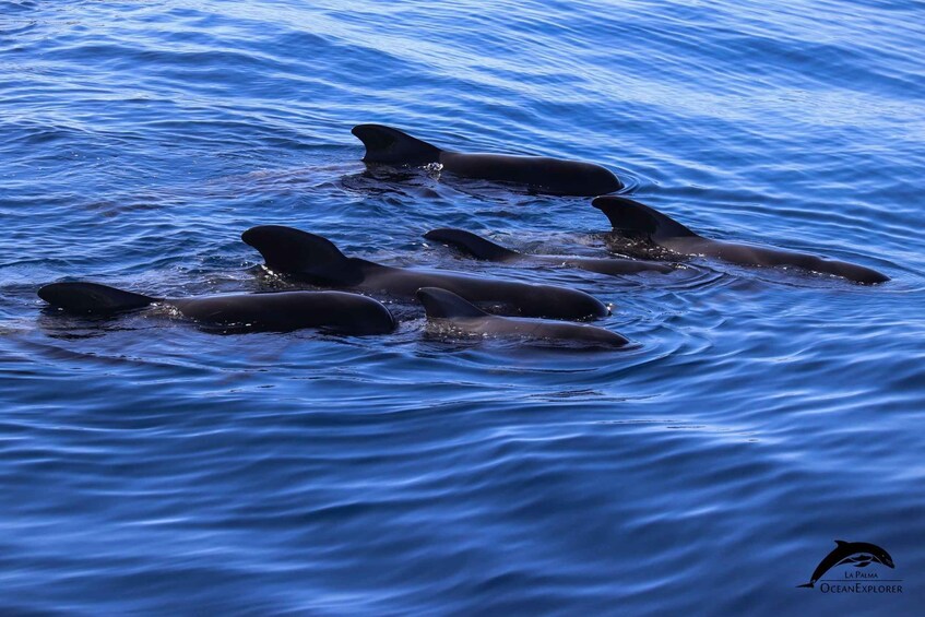 Picture 11 for Activity La Palma: 3-Hour Dolphin and Whale Watching Experience