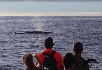 La Palma: experiencia de observación de delfines y ballenas de 3 horas