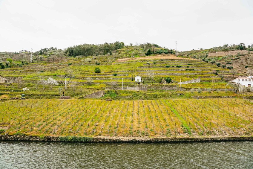 Picture 3 for Activity From Porto: Douro River Cruise to Régua with Lunch