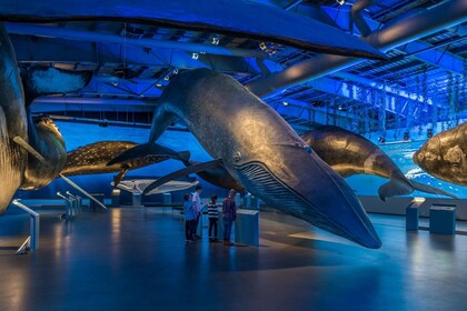 Reykjavik: Whales of Iceland Museum inngangsbillett