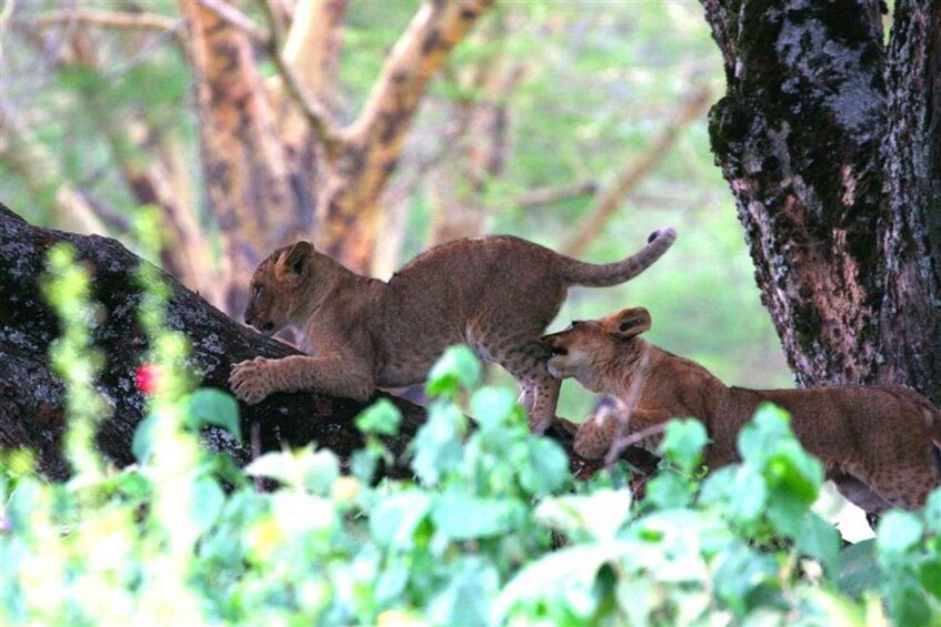 Lake Nakuru and Maasai Mara Private 4 Day Safari