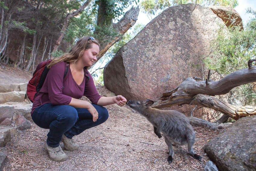 Picture 11 for Activity Hobart: Wineglass Bay & Freycinet Active Day Tour