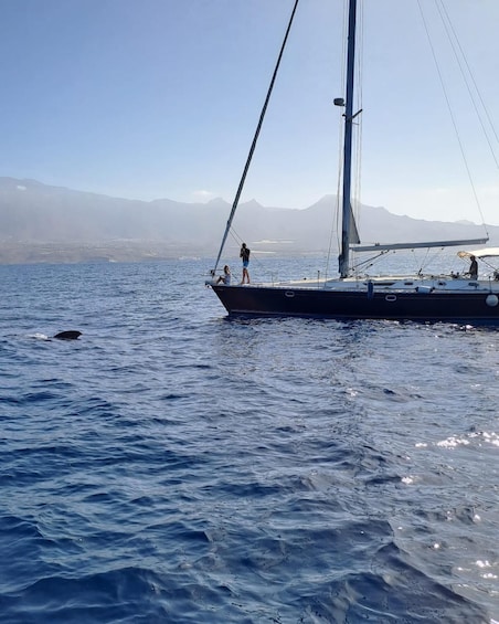 Picture 2 for Activity Tenerife: Sailing Excursion with Whale and Dolphin Watching