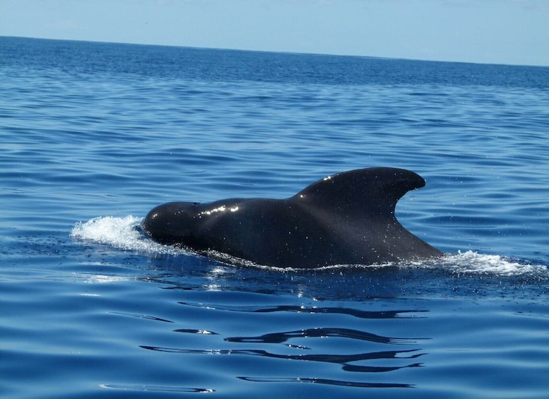 Picture 4 for Activity Tenerife: Sailing Excursion with Whale and Dolphin Watching