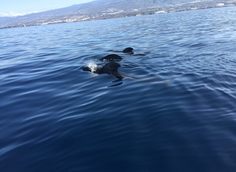 Picture 2 for Activity Tenerife: Sailing Excursion with Whale and Dolphin Watching