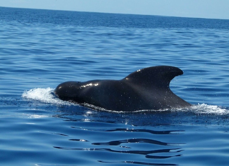 Picture 4 for Activity Tenerife: Sailing Excursion with Whale and Dolphin Watching