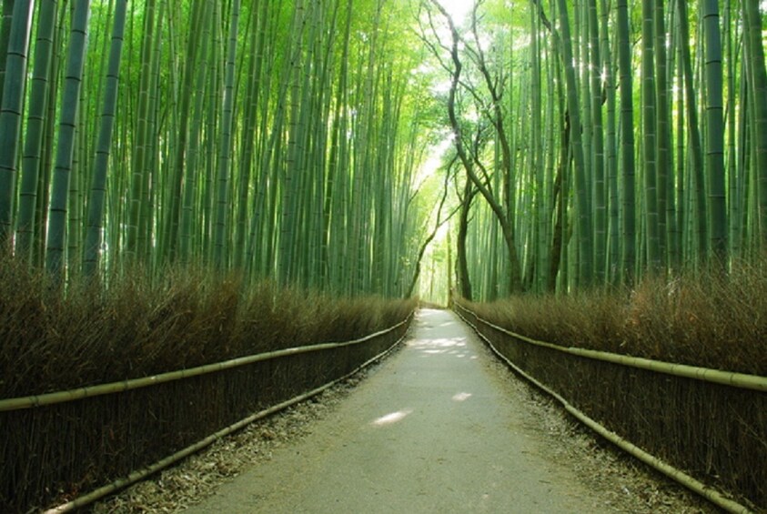 Arashiyama bamboo grove