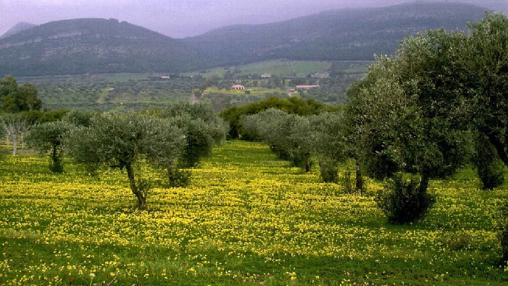 Picture 9 for Activity Corfu: Hiking in Olive Groves,Village,Sunset,with Swim Stop