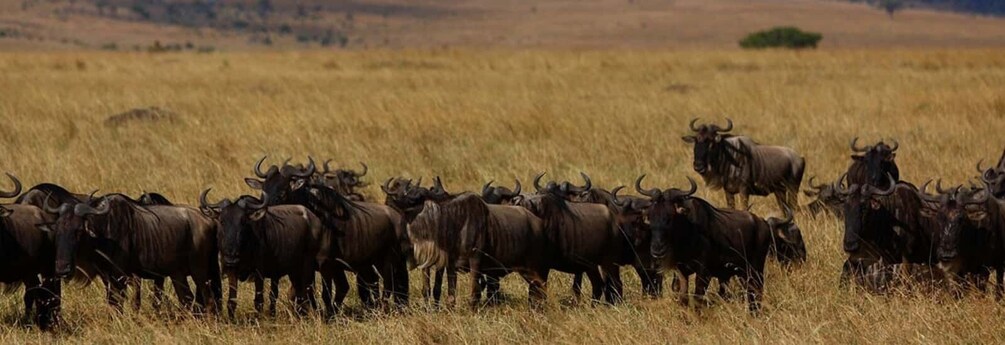 From Nairobi: Private 3-Day Safari to Masai Mara