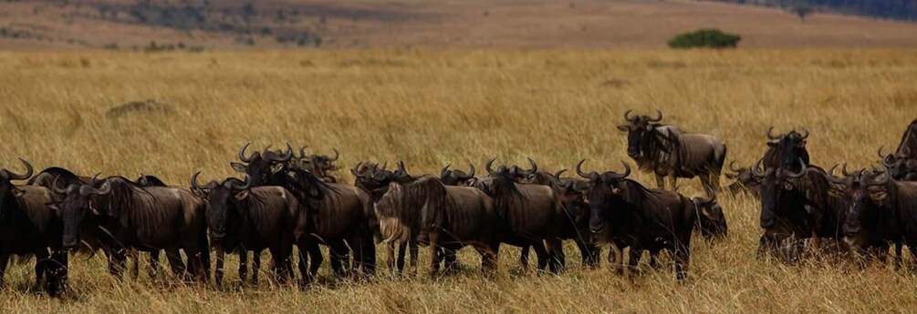 From Nairobi: Private 3-Day Safari to Masai Mara