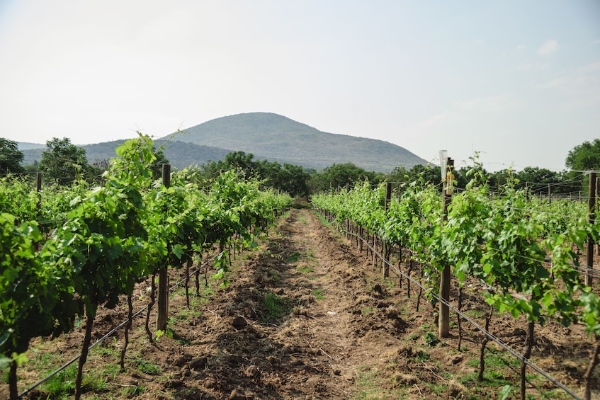 Vineyard & Peña de Bernal from Mexico City in a Day