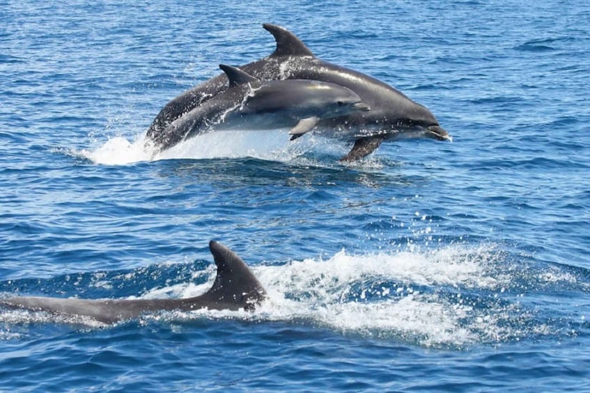 Picture 2 for Activity Albufeira: 2.5-Hour Dolphin Watching and Caves Cruise