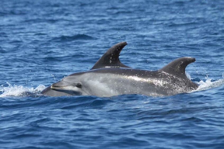 Picture 5 for Activity Albufeira: Dolphin Watching and Benagil Cave