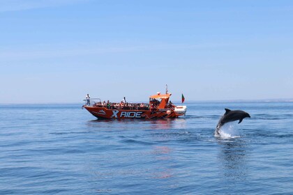 Albufeira: avistamiento de delfines y cueva de Benagil