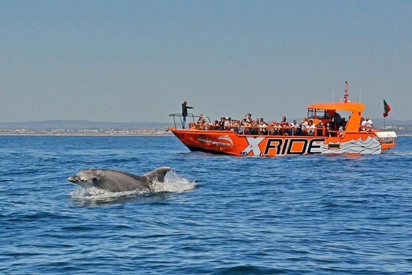 Picture 4 for Activity Albufeira: Dolphin Watching and Benagil Cave