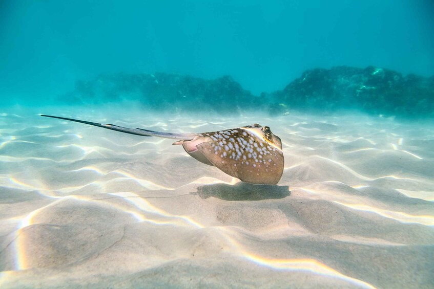 Picture 5 for Activity Cairns: Outer and Coral Cay Snorkel and Dive Cruise