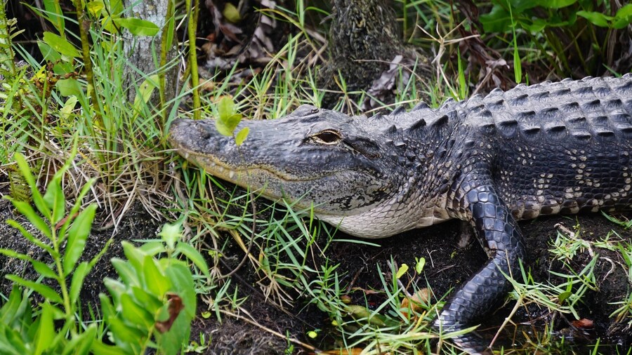 4 hours Visit Everglades Holiday Park with transportation