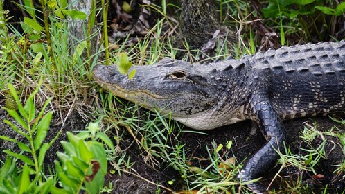 4 hours Visit Everglades Holiday Park with transportation