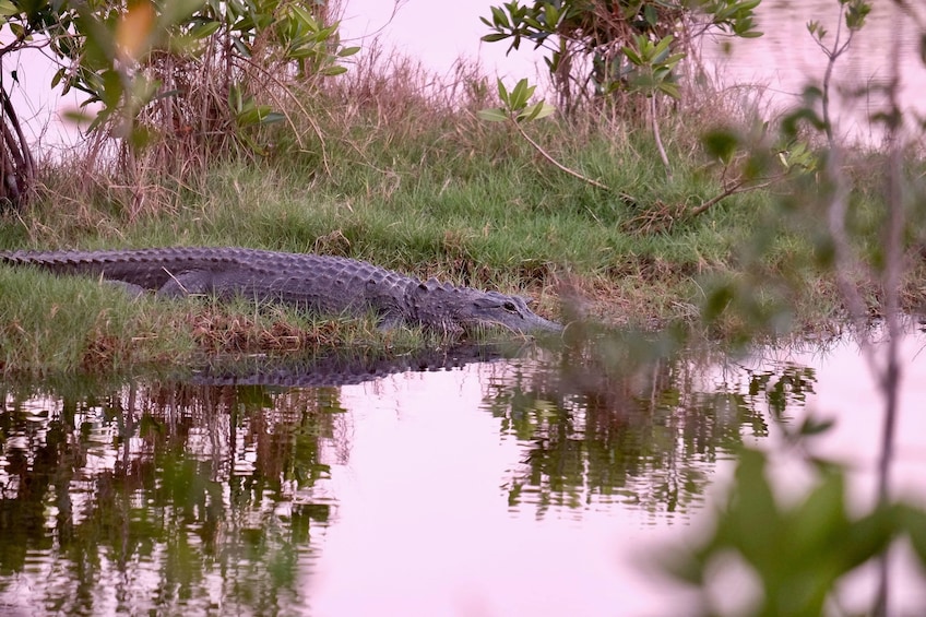 4 hours Visit Everglades Holiday Park with transportation