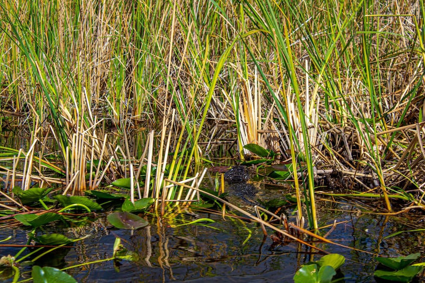 4 hours Visit Everglades Holiday Park with transportation
