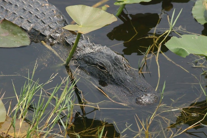 4 hours Visit Everglades Holiday Park with transportation